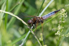 David Plant Photography - Wildlife Photography - Scarce chaser - Q